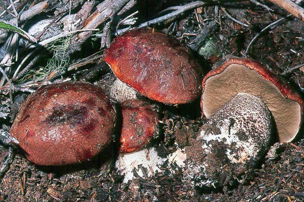 Leccinum ponderosum